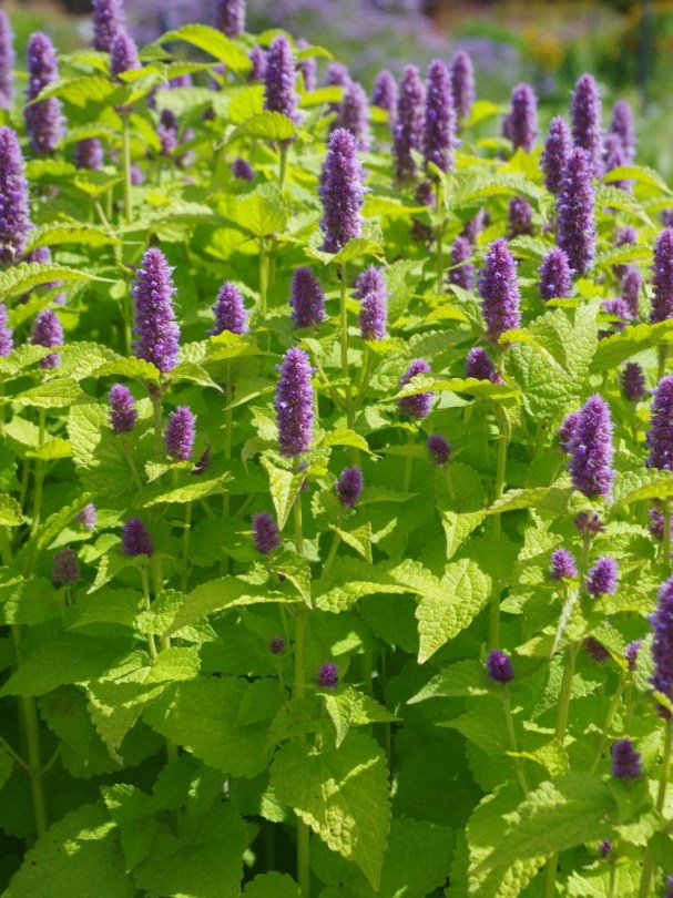 Koreai menta, Agastache rugosa, fűszernövény, fűszer